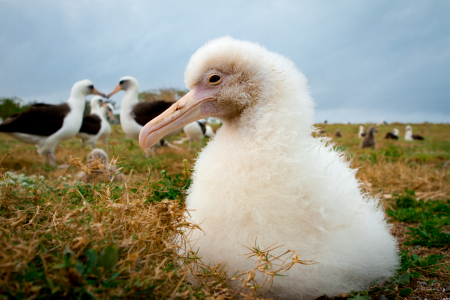 Leucistic Laysan albatross (Phoebastria immutabilis)