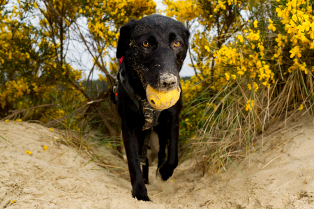 Domestic dog (Canis familiaris) adult on beach. Hooper, a labrador mix, is a working dog for Conservation Canines, a program of University of Washington's Center for Conservation Biology.