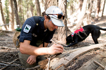 Field technician Caleb Staneck collects the scat of a mustalid species - likely Pacific fisher - while  scent detection dog (canis lupus familiaris) Winne plays with a ball as a reward for finding the scat. The team is part of University of Washington Center for Conservation Biology’s Conservation Canines program.