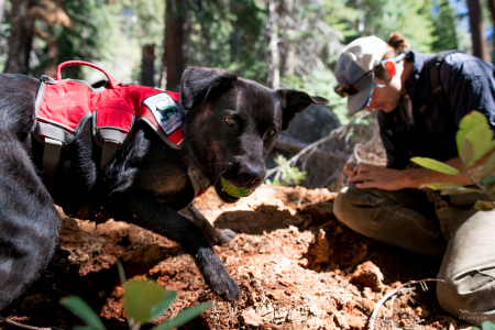 Field technician Caleb Staneck collects the scat of a mustalid species - likely Pacific fisher - while  scent detection dog (canis lupus familiaris) Winne plays with a ball as a reward for finding the scat. The team is part of University of Washington Center for Conservation Biology’s Conservation Canines program.