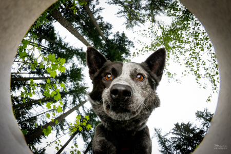 Domestic dog (Canis familiaris) adult, looks over a container as if detecting a scat sample. Dio, a cattle dog mix, is a working dog for Conservation Canines, a program of University of Washington's Center for Conservation Biology.