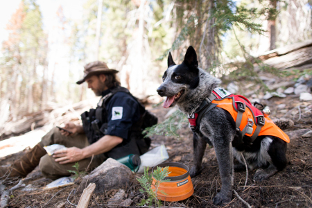 Field technician Heath Smith notes data about cougar scat found by scent detection dog (canis lupus familiaris) Pips in California’s Sierra Nevada mountains. The team is part of University of Washington Center for Conservation Biology’s Conservation Canines program.
