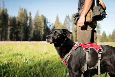 Field technician Caleb Staneck and scent detection dog (canis lupus familiaris) Winne travel through a meadow in California’s Sierra Nevada mountains, surveying for Pacific fisher, which is under consideration as an endangered species. The team is part of University of Washington Center for Conservation Biology’s Conservation Canines program.