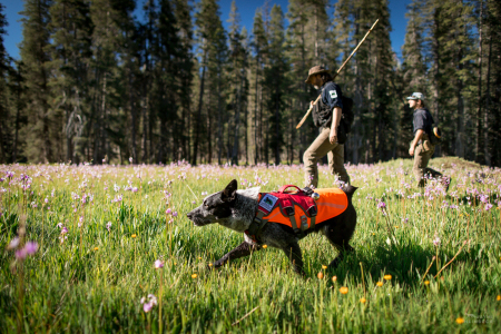 Field technicians Caleb Staneck and Heath Smith travel through a meadow in California’s Sierra Nevada mountains with scent detection dog (canis lupus familiaris) Pips. The teams survey for Pacific fisher, which is under consideration as an endangered species. The team is part of University of Washington Center for Conservation Biology’s Conservation Canines program.