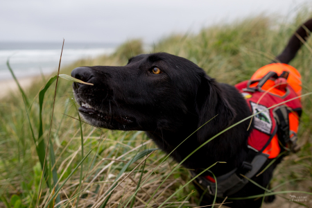 Hooper,  rescued scent detection dog with Conservation Canines, University of Washington's Center for Conservation Biology