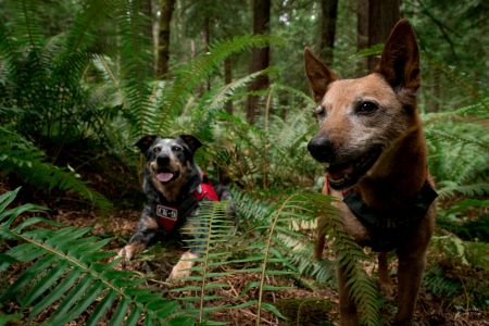 Jack and Allie,  rescued scent detection dog with Conservation Canines, University of Washington's Center for Conservation Biology
