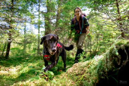 Scent detection dog (canis lupus familiaris) Scooby with University of Washington Center for Conservation Biology’s Conservation Canines program searches for moose scat in New York’s Adirondack mountains. The scat is collected by his handler for a study on the species.