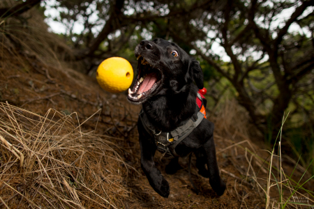 Hooper,  rescued scent detection dog with Conservation Canines,  shows off the crazy ball drive that is a requirement for any animal adopted by the program, part of University of Washington's Center for Conservation Biology