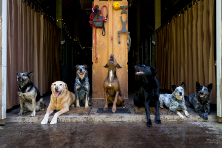 It's not common that Conservation Canine dogs hang out in free time together - especially not in an organized fashion like this! - but instead socialization with one another depends on personalities and balanced interactions.