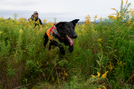 Scent detection dog (canis lupus familiaris) Ranger with University of Washington Center for Conservation Biology’s Conservation Canines program searches for moose scat in New York’s Adirondack mountains. The scat is collected by his handler, Justin Broderick, for a study on the species.