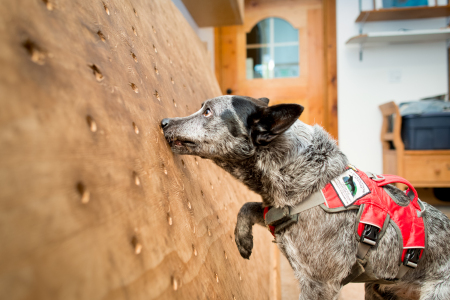 Dio, a rescued cattle dog, trains on scent detection at Conservation Canines, University of Washington's Center for Conservation Biology, Washington