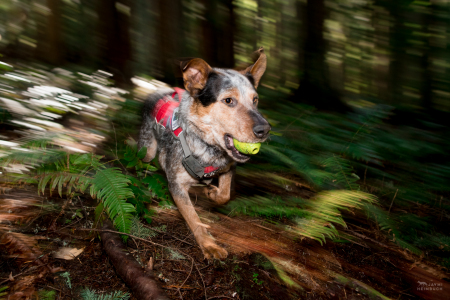 Hiccup, a rescued dog, runs through the forest with his reward ball. He is employed as a scent detection dog at Conservation Canines, University of Washington's Center for Conservation Biology, Washington