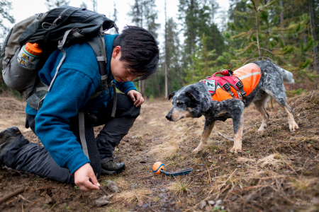 Field technician Colette Yee collecting scat found by scent detection dog Jack, Conservation Canines, University of Washington's Center for Conservation Biology, Washington
