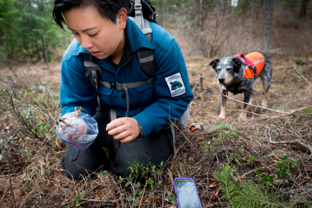Field technician Colette Yee collecting a raptor foot found by scent detection dog Jack, Conservation Canines, University of Washington's Center for Conservation Biology, Washington