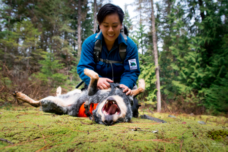 Field technician Colette Yee playing with scent detection dog Jack, Conservation Canines, University of Washington's Center for Conservation Biology, Washington