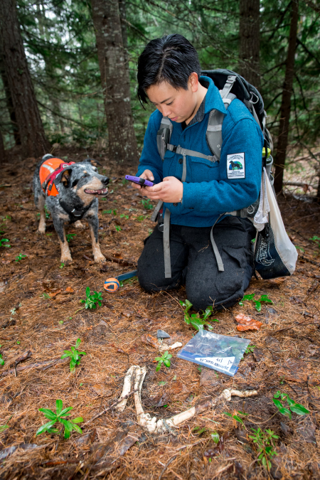 Field technician Colette Yee recording a sample found by scent detection dog Jack, Conservation Canines, University of Washington's Center for Conservation Biology, Washington
