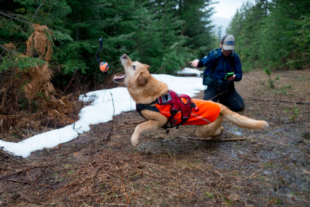 Field technician Rachel Katz recording a sample found by scent detection dog Chester,  and also throwing his reward ball for him - Conservation Canines, University of Washington's Center for Conservation Biology, Washington