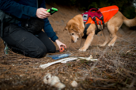 Field technician Rachel Katz records a sample found by scent detection dog Chester, Conservation Canines, University of Washington's Center for Conservation Biology, Washington