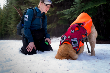 Field technician Rachel Katz follows scent detection dog Chester to a sample under the snow, Conservation Canines, University of Washington's Center for Conservation Biology, Washington