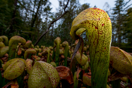 Darlingtonia Californica carnivorous pitcher plant, Florence Oregon
