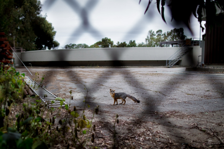 Gray fox (Urocyon cinereoargenteus) adult in a water treatment plant, Palo Alto, California. This fox was monitored by a local wildlife project investigating the territories and habits of a small urban gray fox population and the need for wildlife corridors for genetic diversity. Since this image was taken, the entire population of foxes in the area was wiped out by a canine distempter outbreak. Gray foxes are only recently starting to return to the area.