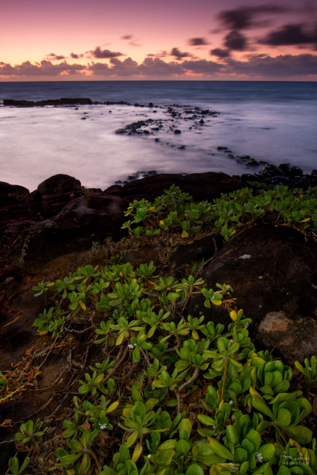 Naupaka (Scaecola) at sunrise, Kauai, Hawaii