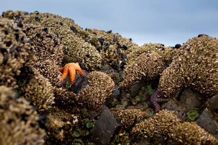 Ochre sea stars and mussels in tide pools, Seal Rock State Park, Oregon