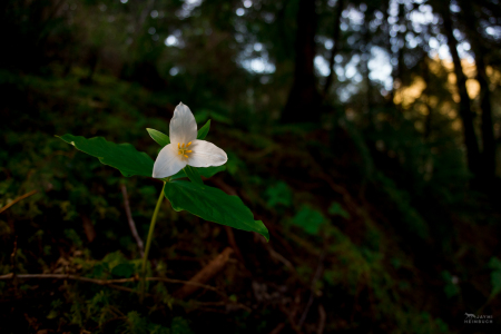 Western trillium (Trillium ovatum), photographed wild, in situ, Big Creek Park, Newport Oregon