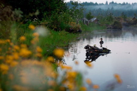 Wilflowers and duck at marshland in Beaver Creek Natural Area, Brian Booth State Park, Oregon