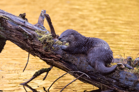 North American River Otter (Lontra canadensis) adults, Newport, Oregon