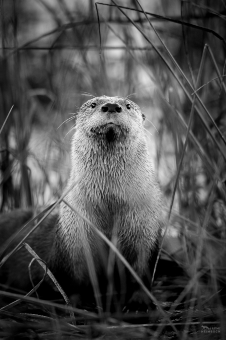 North American river otter (Lontra canadensis) adult male named Sutro Sam by the public, San Francisco, California