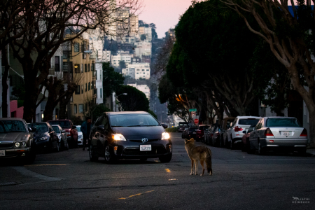 Coyote (canis latrans) female crossing street in front of oncoming car, San Francisco,  California
