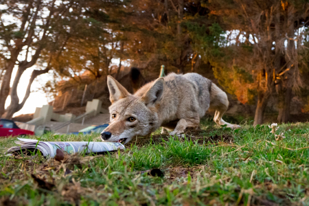 Coyote (canis latrans) adult female with newspaper, San Francisco, California