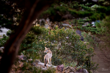 Coyote (canis latrans) adult female, San Francisco, California