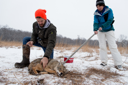 Coyote (Canis latrans) biologist, Marcus Mueller, prepares to inject a sedative into a coyote as a volunteer holds a pole restraint to keep the coyote in place in a nature preserve near University of Wisconsin-Madison, Madison, Wisconsin.
