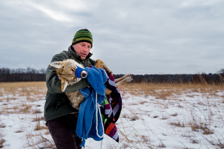 A sedated Coyote (Canis latrans) adult female carried by biologist David Drake, lead of the Urban Canid Research Project of  University of Wisconsin-Madison. Coyotes are trapped and collared in winter, but when temperatures dip too low, the team will carry the coyote into a warm vehicle for processing to ensure its core temperature doesn't dip too low. The research looks at the spacial-temporal overlap of coyote and fox territories in the Madison area, and also does a lot to inform the community about coyote coexistence.