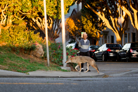 Coyote (canis latrans) adult female with neighborhood man, San Francisco, California