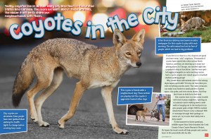 Coyotes-in-the-City-March-2019-RR-1