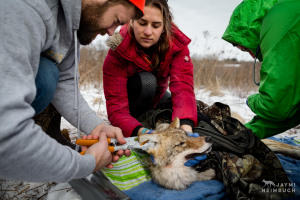 Coyote (Canis latrans) biologist, Marcus Mueller, punches a color-coded ear tag into a sedated coyote while two volunteer veterinary students assist in monitoring the coyote near a nature preserve near University of Wisconsin-Madison, Madison, Wisconsin.