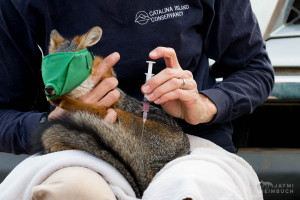 Channel Island Fox, Urocyon littoralis catalinae, being vaccinated by researcher Julie King, Santa Catalina Island,  California, United States. Each year, the Catalina Island Conservancy's biologists work to vaccinate 300 foxes against rabies and canine distemper, protecting them against the possible introduction of these diseases by animals brought to the island by travelers.