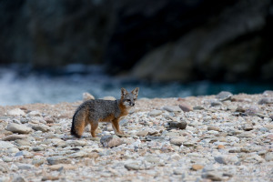 Channel Island Fox, Urocyon littoralis catalinae, pauses for a moment on the beach to look back at the biologists that just released it from a live trap and provided it with a general health exam, Santa Catalina Island,  California, United States