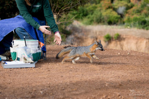 Channel Island Fox, Urocyon littoralis catalinae, being released by Rebekah Rudy, the Catalina Island Conservancy's Conservation Operations Coordinator being trained to assist biologists with work up the foxes. Santa Catalina Island,  California, United States. The Catalina Island Conservancy's biologists trap foxes for six weeks in the fall. Each fox trapped gets a general health assessment, and a microchip. Up to 300 foxes are vaccinated (or revaccinated, depending on the history revealed by scanning their microchip) for rabies and distemper. Foxes that have never been vaccinated may be fitted with a radio collar, and become a sentinel for disease outbreak.