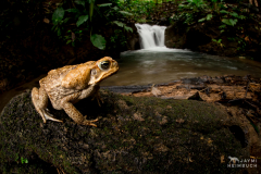 An adult marine toad (Rhinella marina) rests on a river rock in front of a waterfall in Osa Penninsula, Costa Rica, Central America.