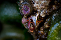 giant barnacle in tide pools, Seal Rock State Park, Oregon
