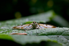 Moth species on leaf, Oregon