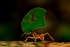 Leaf-cutter ant in Costa Rica