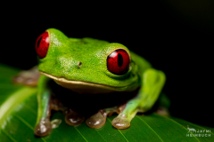 Red-eyed tree frog, costa rica
