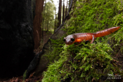 yellow-eyed ensatina salamander (Ensatina eschscholtzii xanthoptica), California
