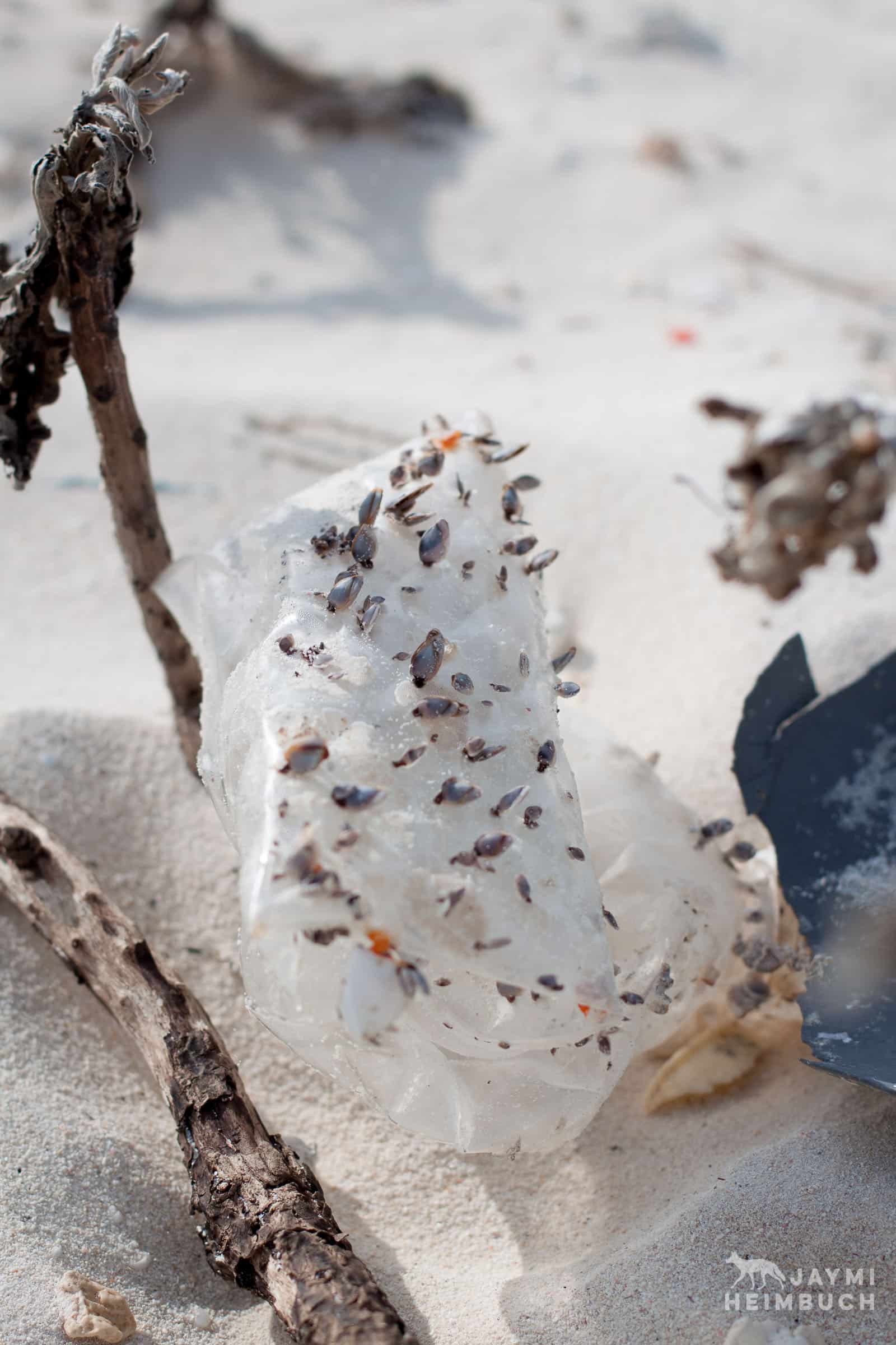 Barnacles grow on a piece of plastic washed ashore, Midway Atoll