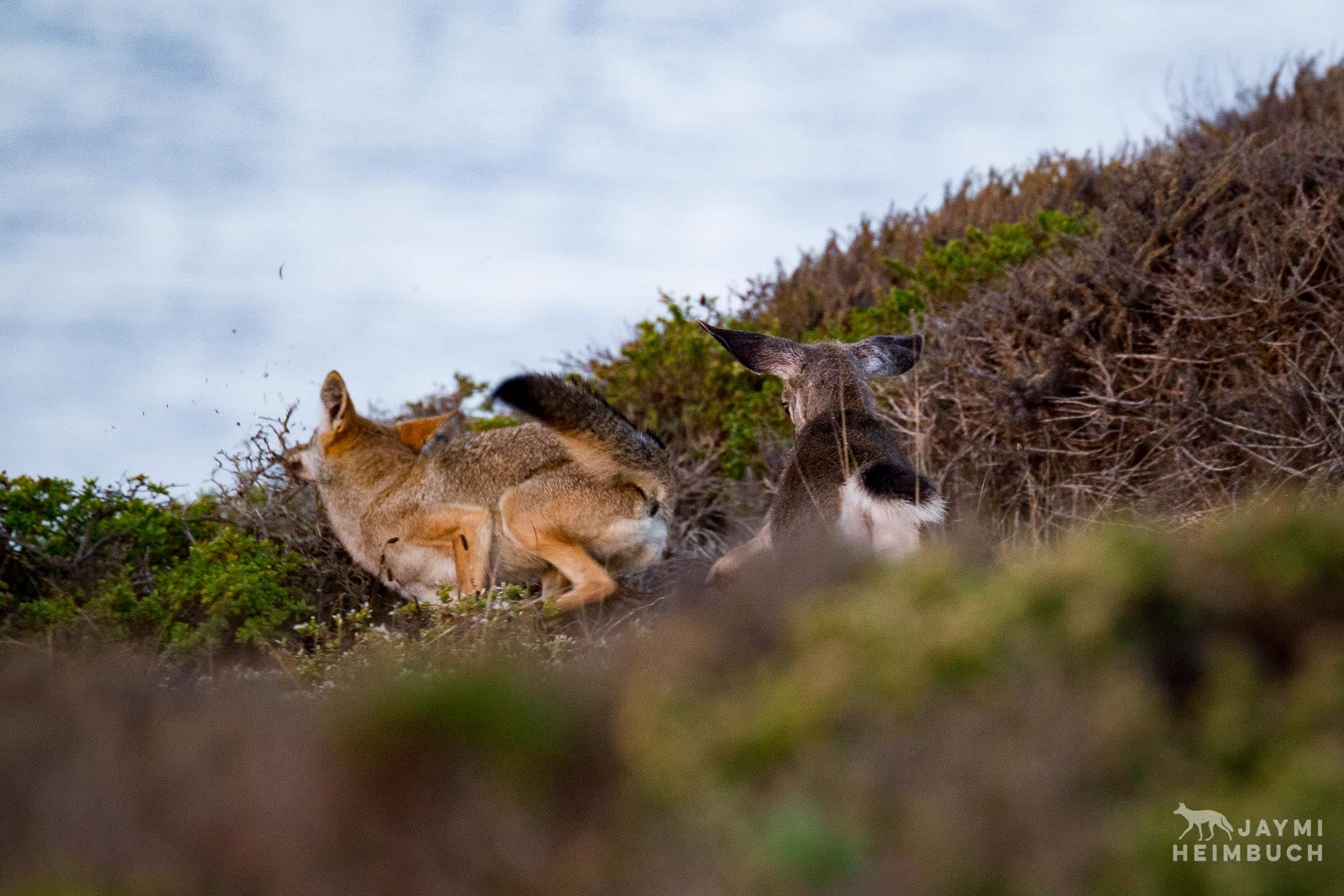 Coyote (canis latrans) adult female hunting yearling mule deer, Marin Headlands, California